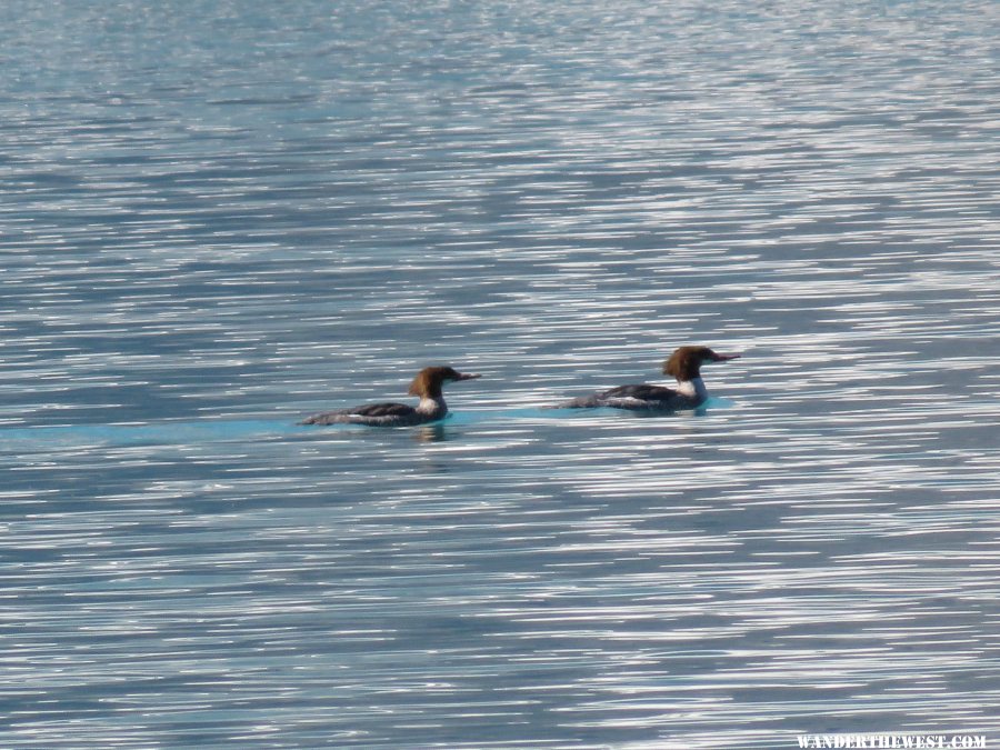 '15 N68 CAN CHEPHREN LK TR FEMALE COMMON MERGANSER