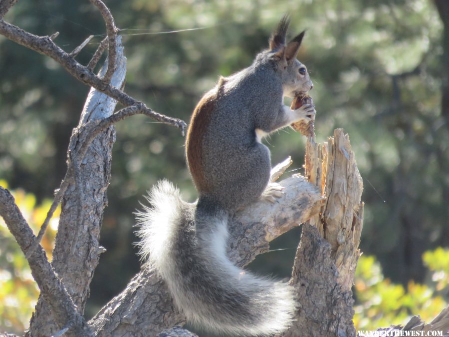 '16 Y47 AZ, MOGOLLON RIM VW, ALBERTS SQUIRREL