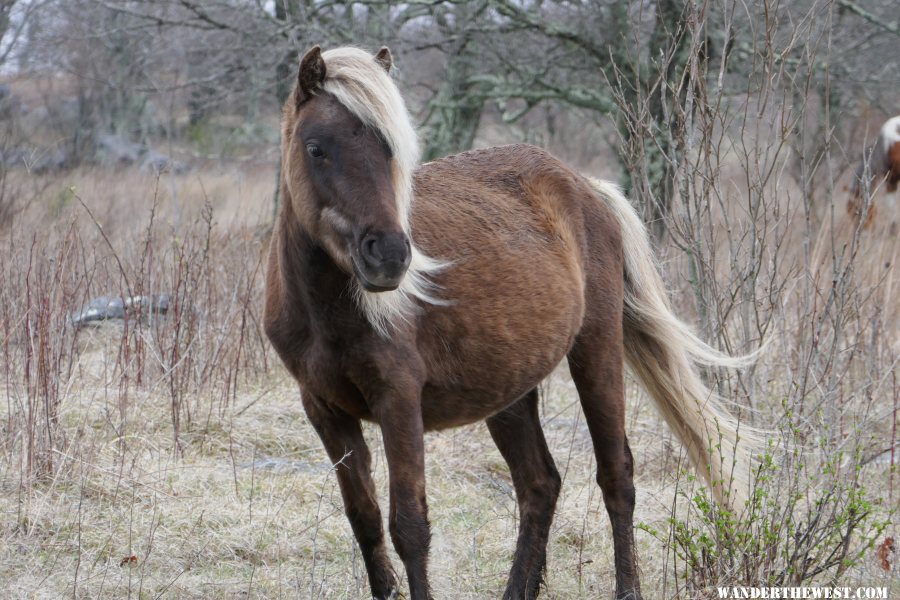 '17 79 VA AT, MT ROGERS PONY