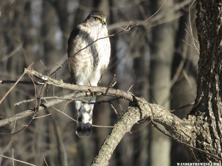 '17 IA A10 SHARPED SHINNED HAWK