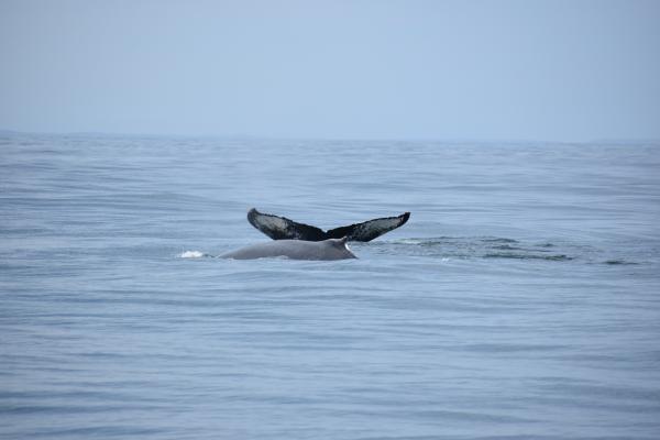 2 Humpbacks,  We seen 10!!!