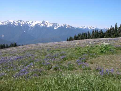 2012 Huricane Ridge, Olympic NF