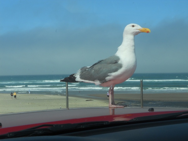 2012 Lincoln  City, Seagul