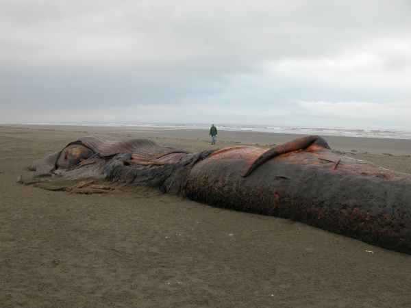 2013 Copalis Beach, Beached Whale