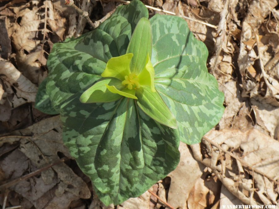 2014 GA MTNS 80 AT HOGPEN GAP YELLOW TRILLIUM