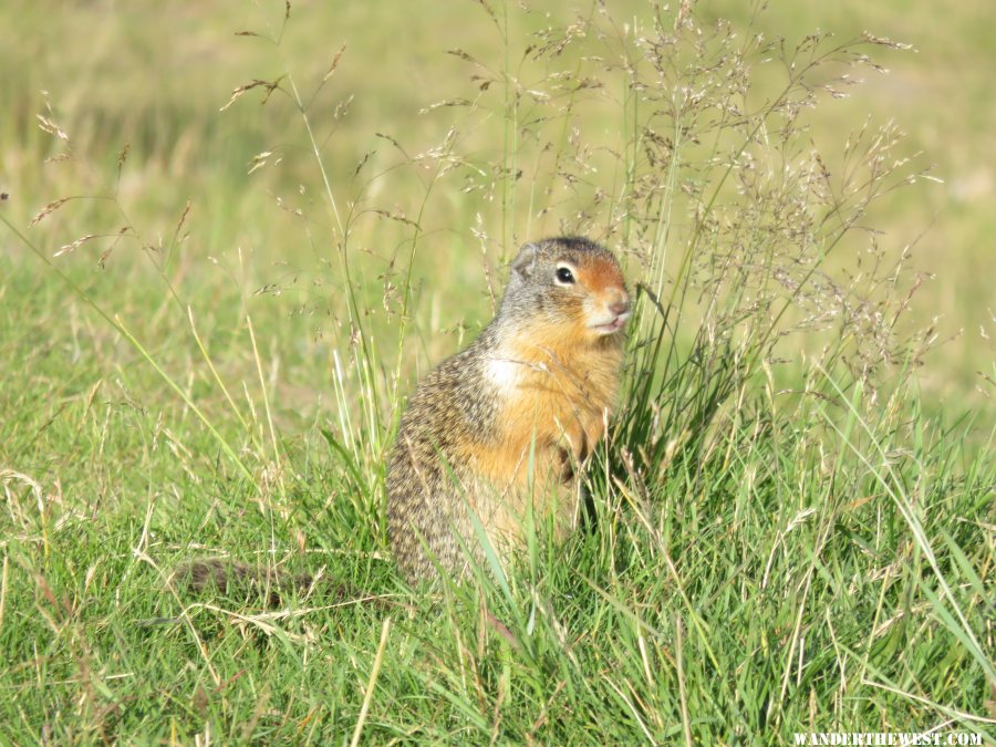 2015 20 C KANANASKIS LKS GROUND SQUIRREL