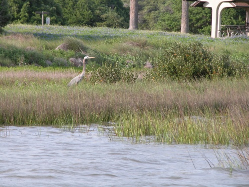 2015 Heron in Goose Island Cove