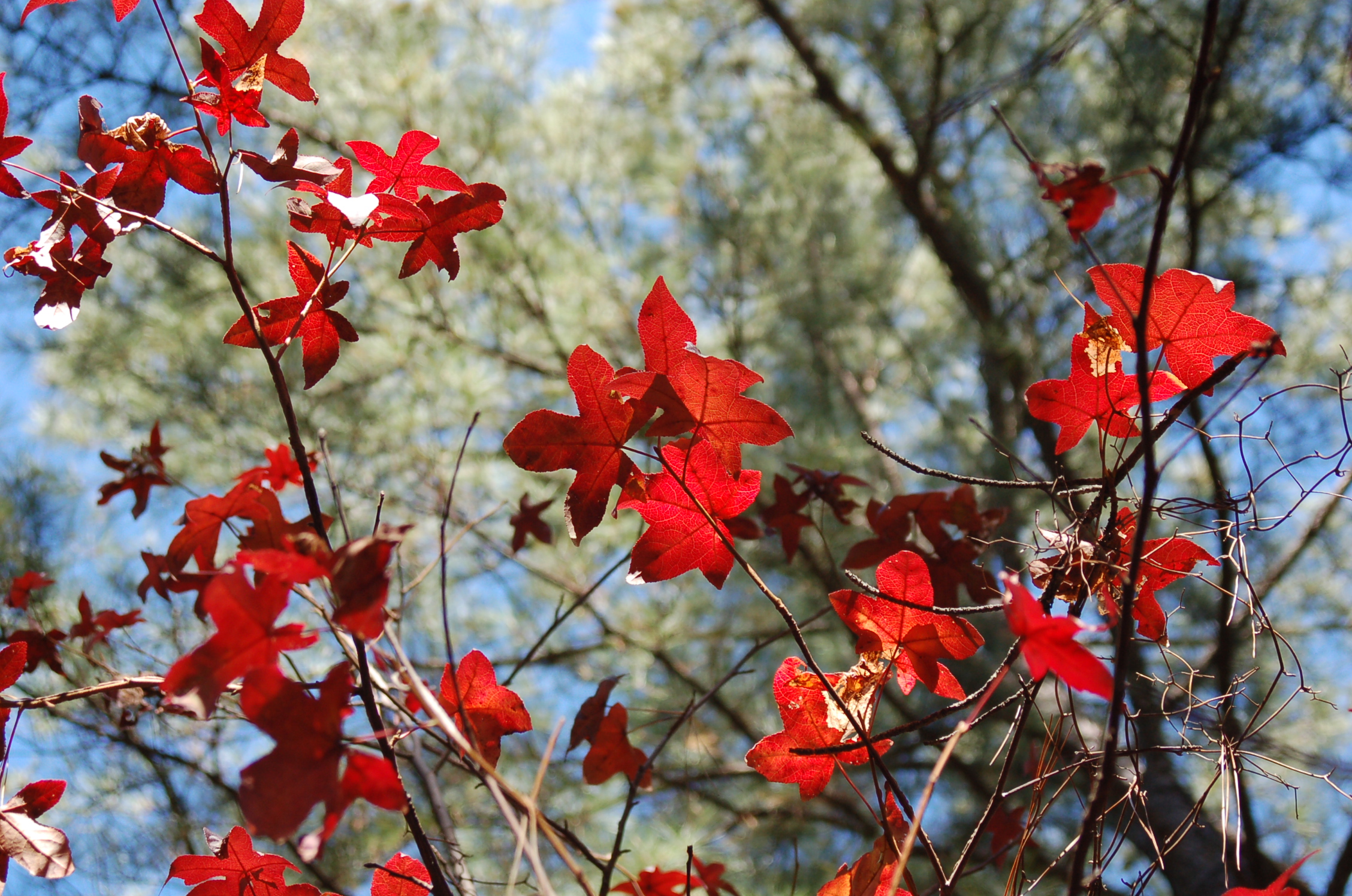 20_RedLeaves