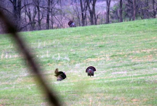 3 tom turkeys strutting their stuff in the back pasture.