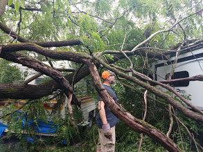 60-80' walnut tree fell on it summer 2020.  Ours prevented the two nearby from getting more damage.  We've since switched lots to one without trees su