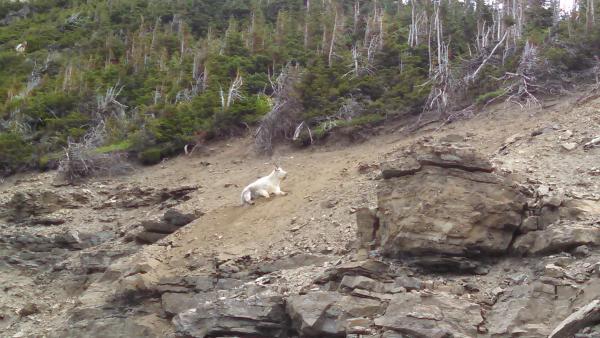 8-12-2014 -  Common sighting on Logan's Pass.  All the same, you'd be a little bummed out if you didn't see a mountain goat.