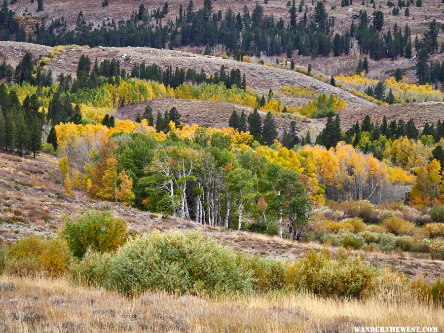 8a Dunderberg Meadows closeup