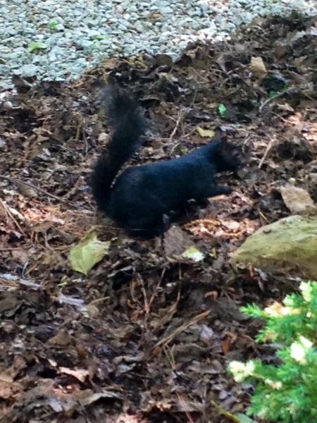 A black squirrel, a first for me in the South