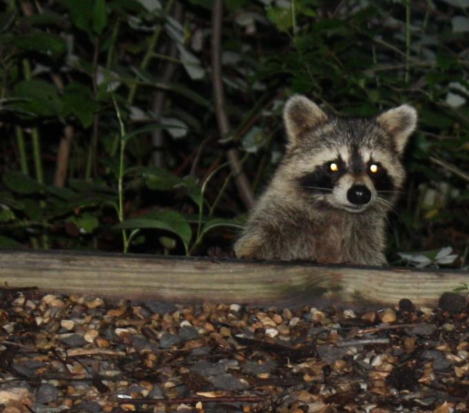 A campsite visitor who has become too accustomed to people. We need to keep the wildlife wild.