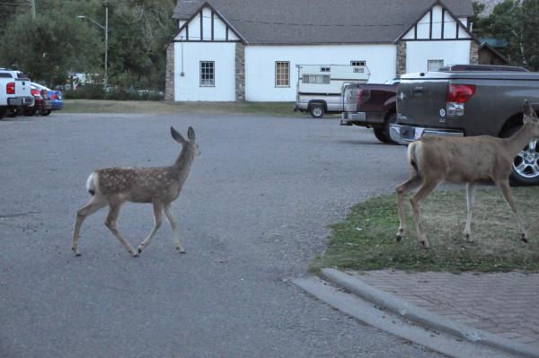 A family outing in town