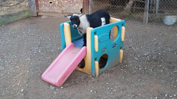 A goat on a slide.