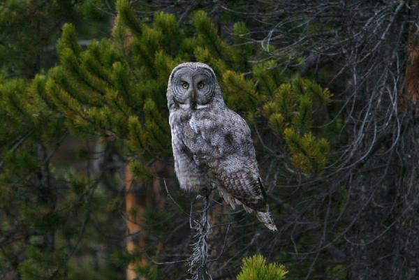 A GREAT GRAY OWL