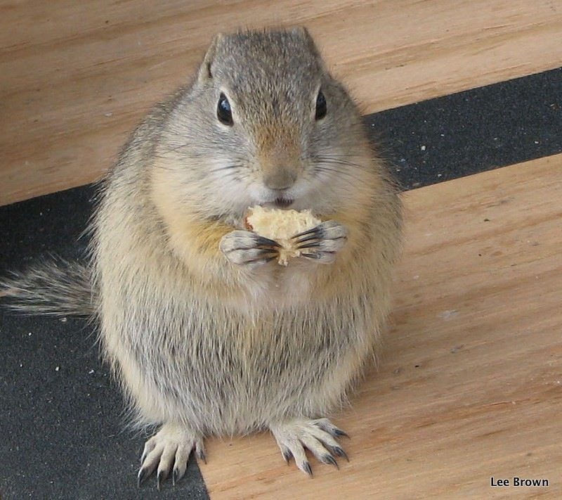 A Local at SugarLoafin campground Leadville,CO