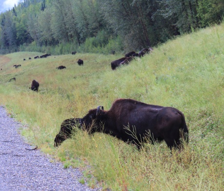 a lot of bison