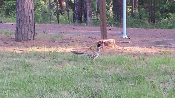 A road runner just down from are camp site !!