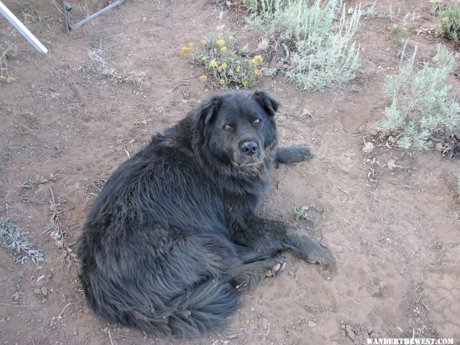 A truly dirty dog