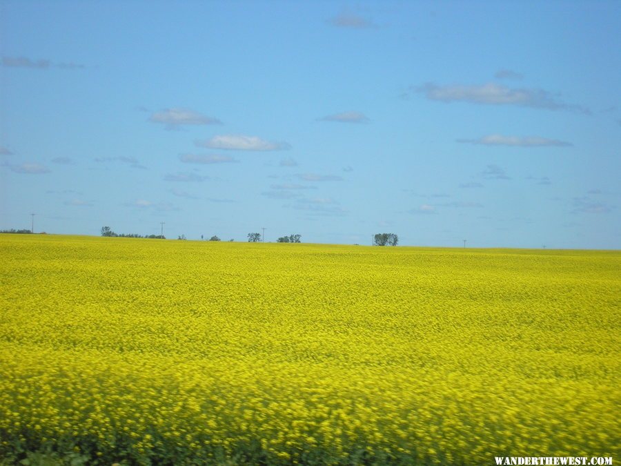 A yellow field of canola in ND