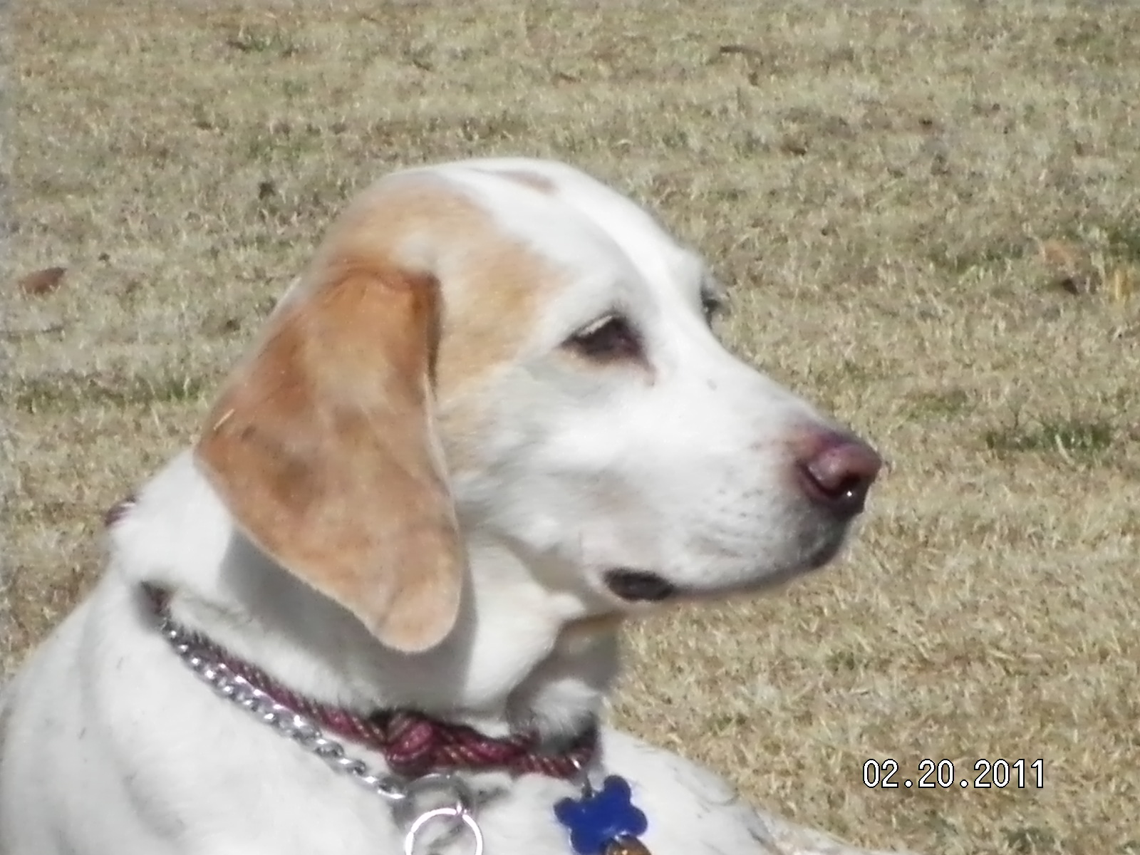 Abby waiting for a cookie