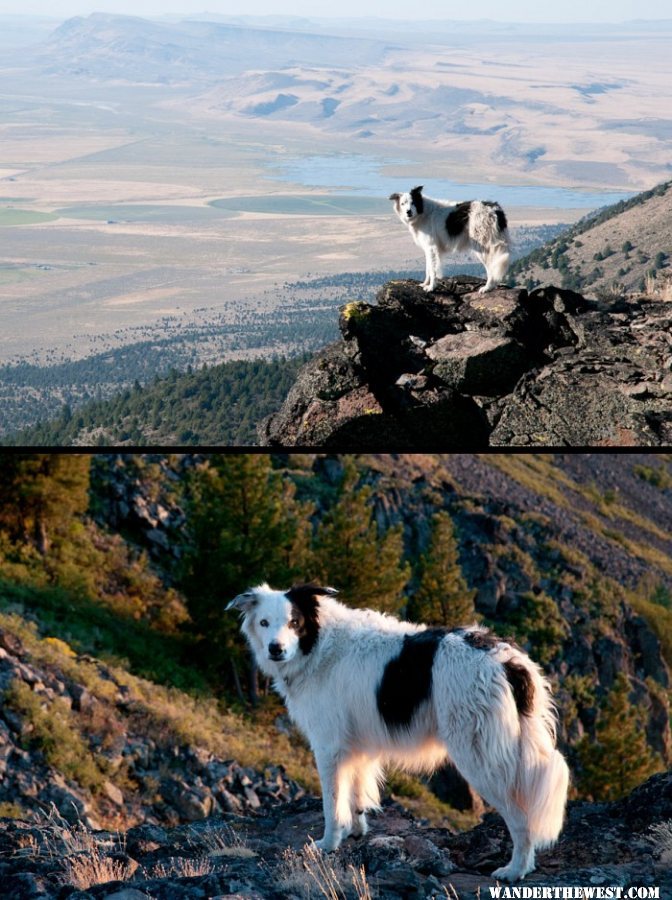 Abert-Rim Rascal-dog