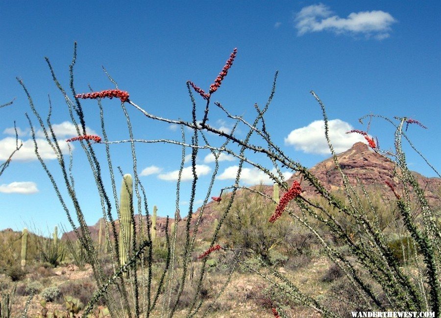 Ajo Mtn Drive AZ 8