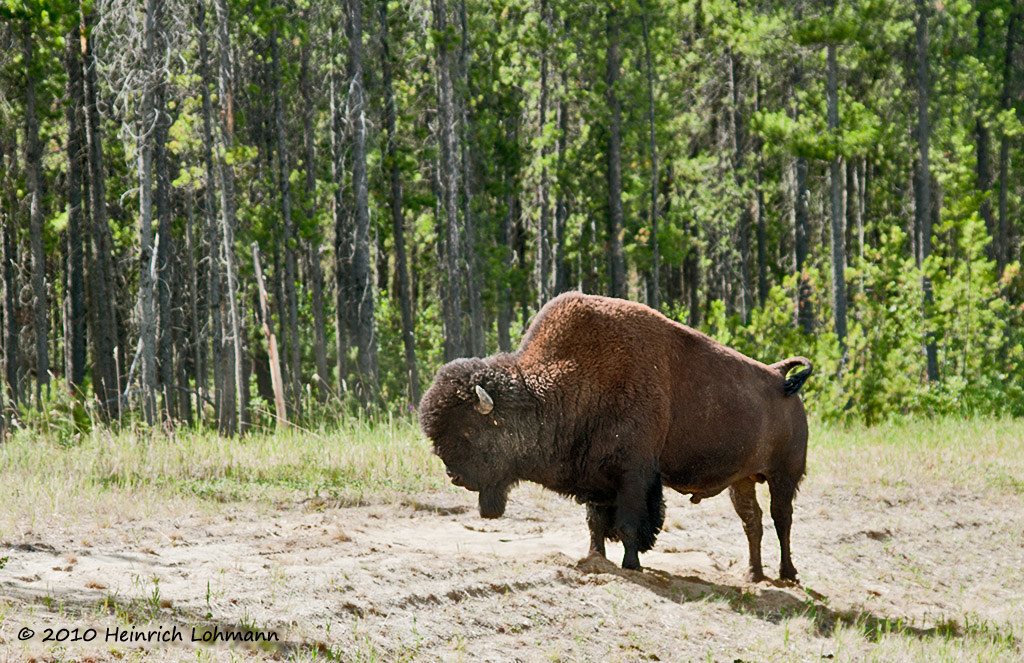 Alaska Highway, Bison