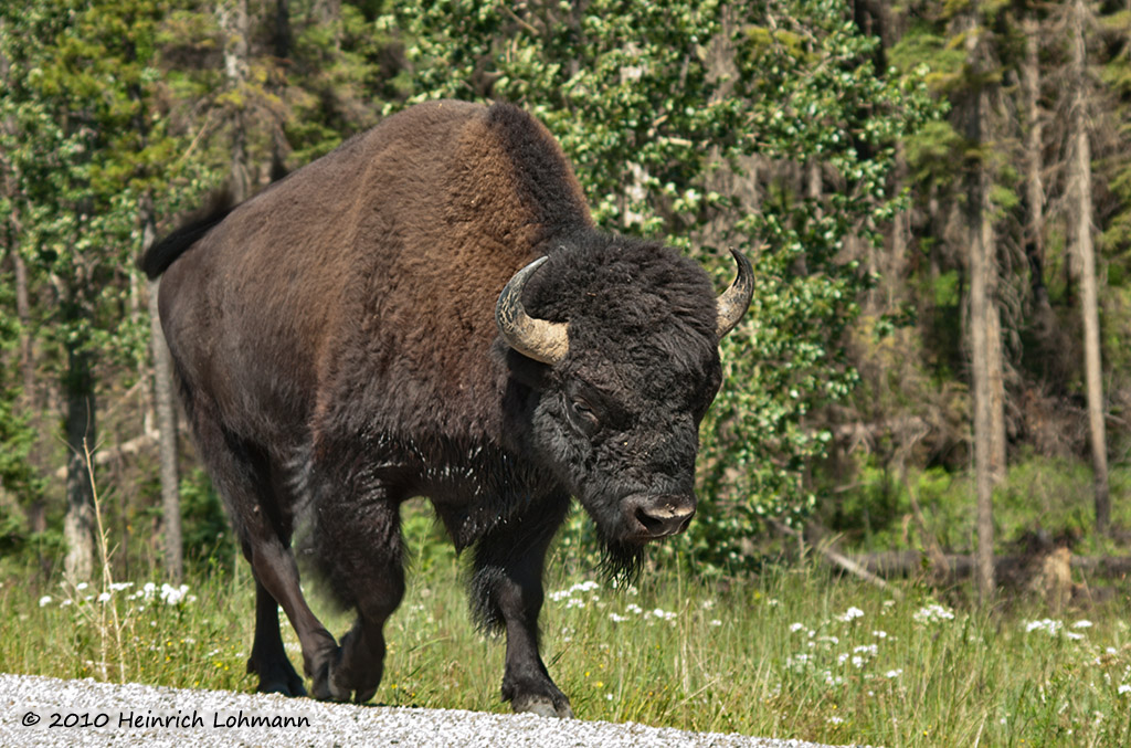 Alaska highway, Bison