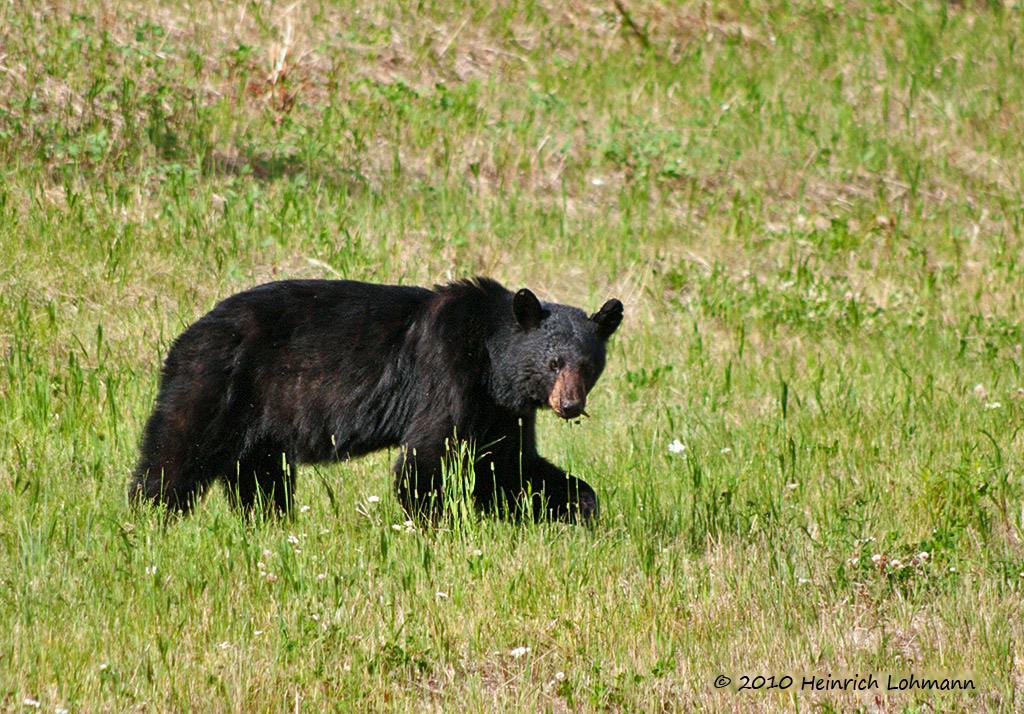 Alaska Highway, Grizzly bear