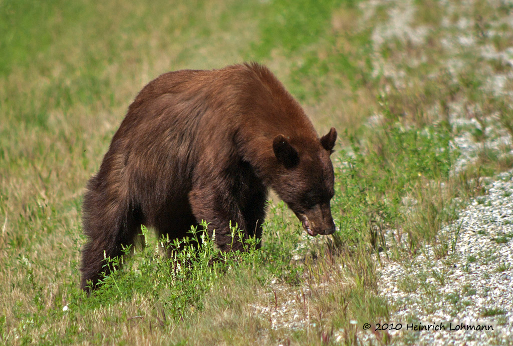 Alaska Highway, Grizzly bear