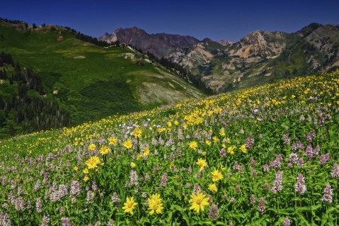 Albion Basin, Alta, Utah