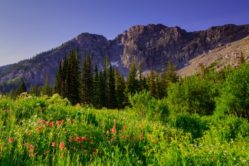 Albion Basin, Alta, Utah