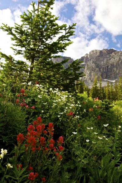 Albion Basin, UT