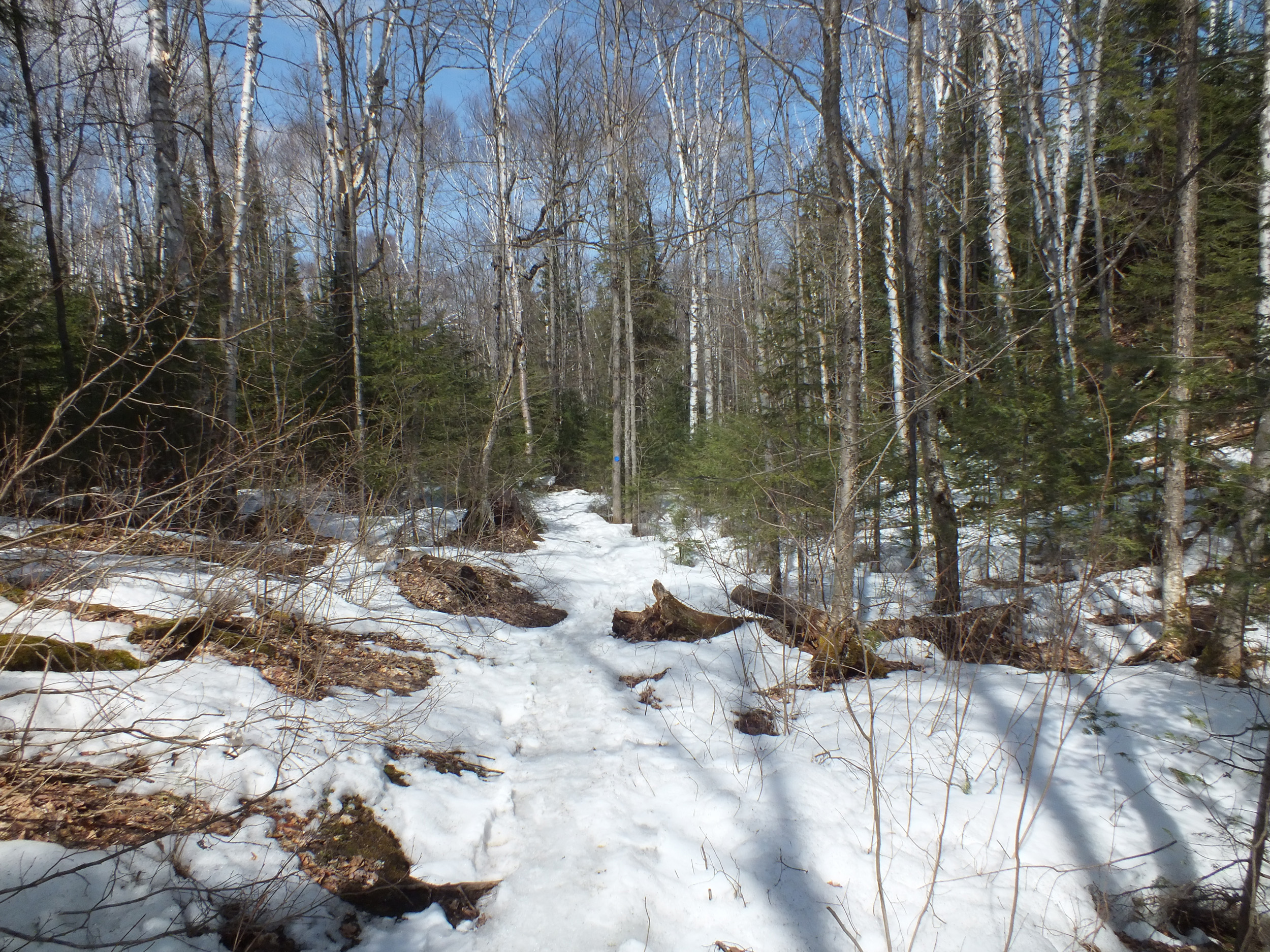 Algonquin Park Apr '11