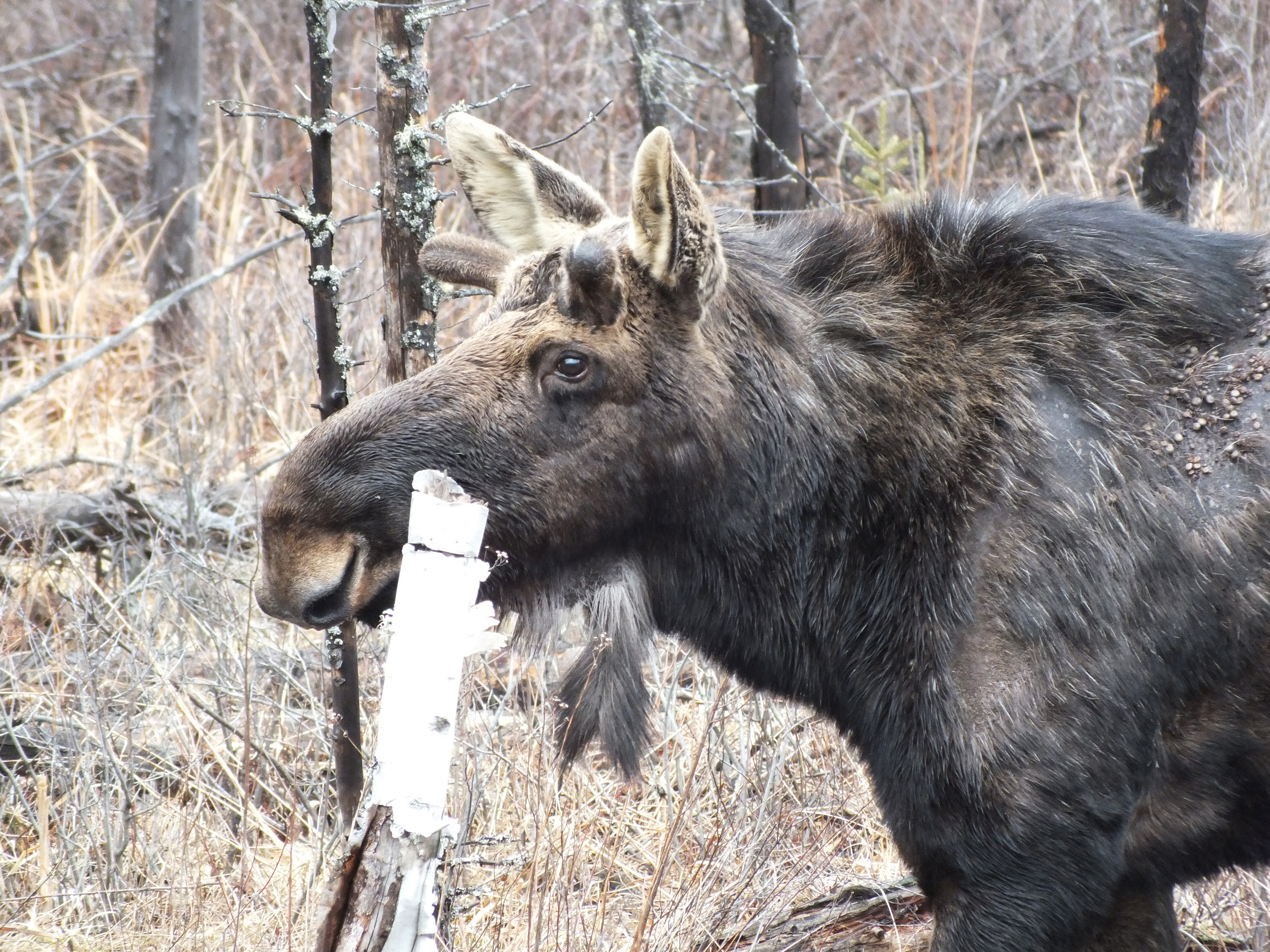 Algonquin Park Apr '11