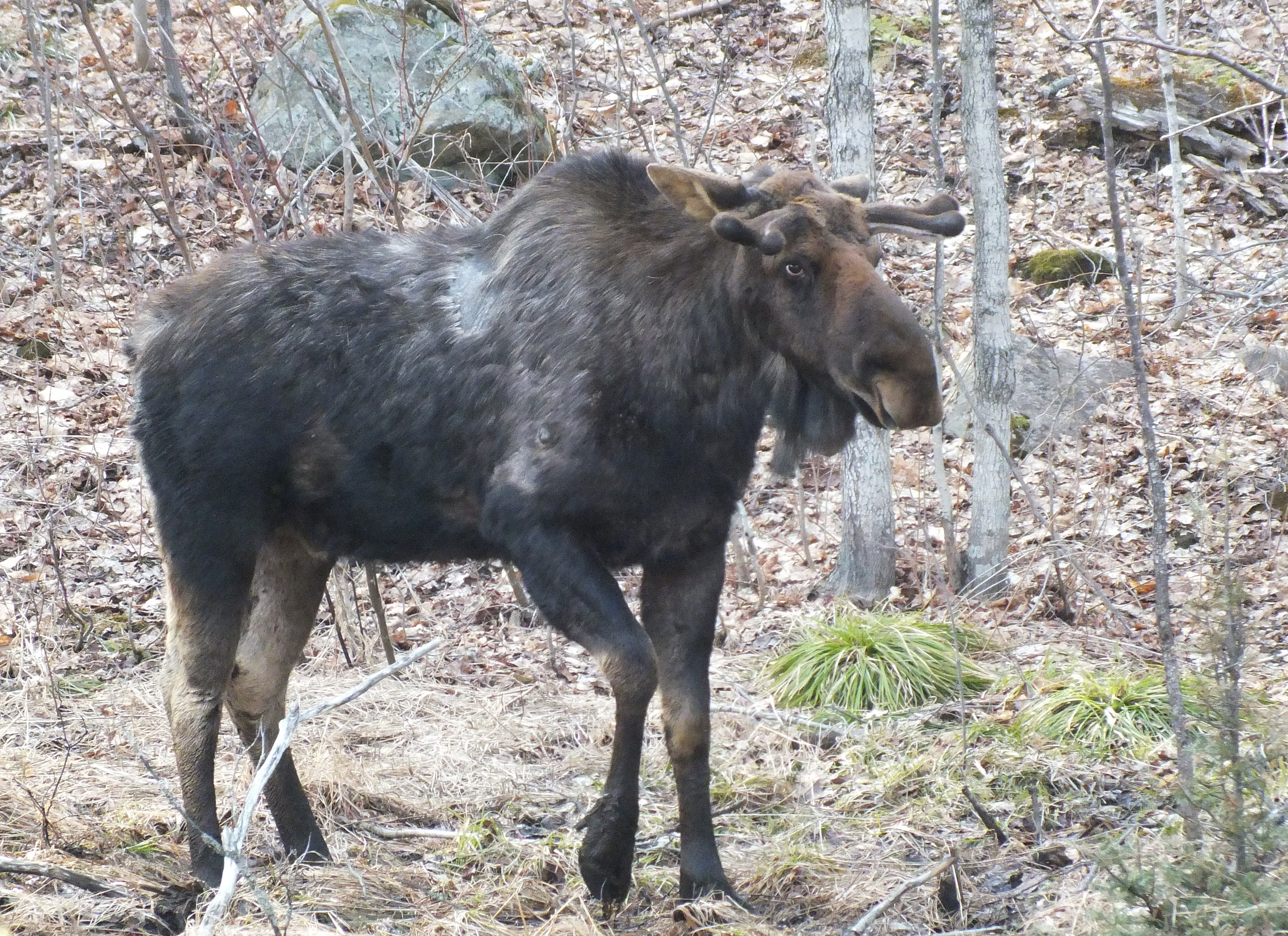 Algonquin Park Apr '11