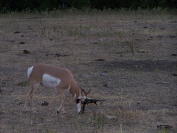 All the wildlife in Custer State Park roam free.  They have a loop road about 18 miles long that offers the best opportunity to see them in their natu