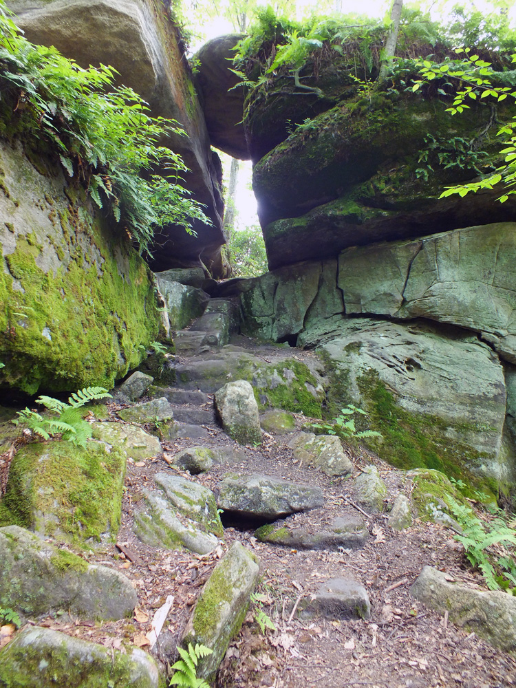 Alleghany National Forest