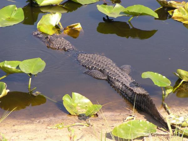 Alligator