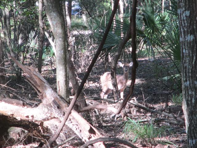 Along_the_trail_Manatee_S_prings