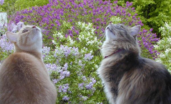 Also joining us is our tour director, Isis, a Maine coon kitty. Here, she and Notales sit in the upstairs bedroom window of our Vermont home. It's lil