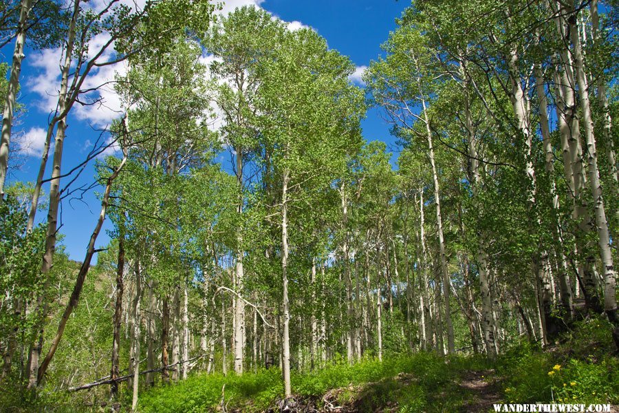 Alta Toquima Wilderness Aspens