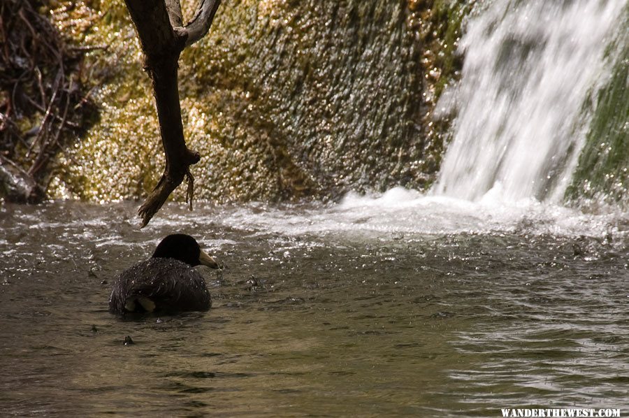 American Coot at the Base of Darwin Falls