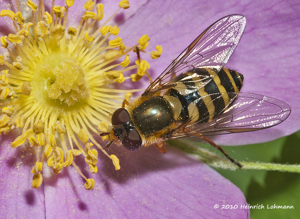 American Hoverfly