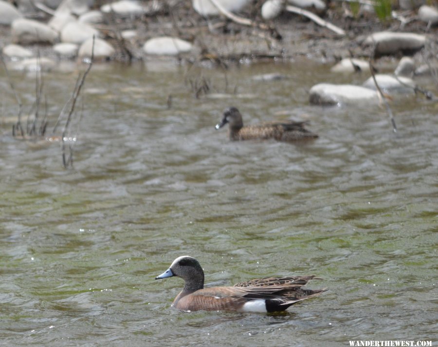 American Wigeon