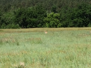 Antelope doe