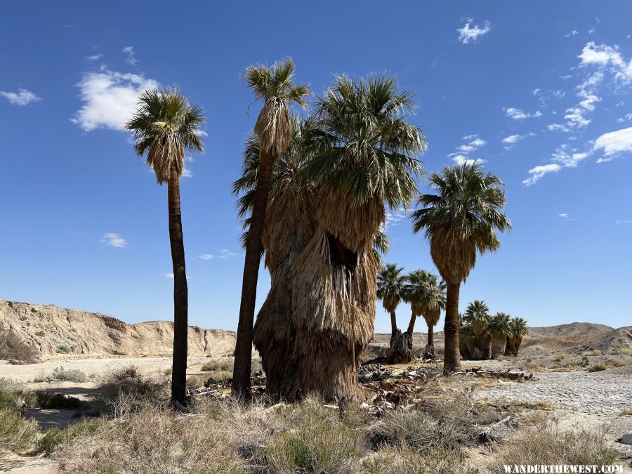 anza 17 palms oasis